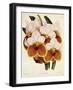 Vanda Sanderiana-John Nugent Fitch-Framed Giclee Print