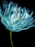 Flower Burst in Aqua II-Vanessa Austin-Art Print