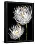 Essential Black