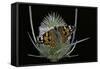 Vanessa Cardui (Painted Lady Butterfly)-Paul Starosta-Framed Stretched Canvas