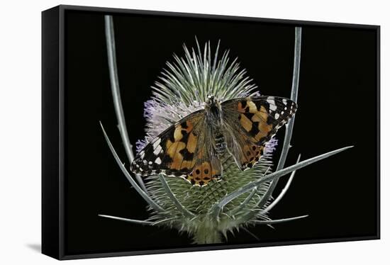 Vanessa Cardui (Painted Lady Butterfly)-Paul Starosta-Framed Stretched Canvas