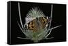 Vanessa Cardui (Painted Lady Butterfly)-Paul Starosta-Framed Stretched Canvas