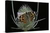 Vanessa Cardui (Painted Lady Butterfly)-Paul Starosta-Stretched Canvas