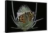 Vanessa Cardui (Painted Lady Butterfly)-Paul Starosta-Framed Stretched Canvas