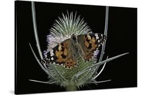 Vanessa Cardui (Painted Lady Butterfly)-Paul Starosta-Stretched Canvas