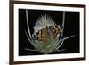 Vanessa Cardui (Painted Lady Butterfly)-Paul Starosta-Framed Photographic Print