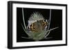 Vanessa Cardui (Painted Lady Butterfly)-Paul Starosta-Framed Photographic Print