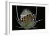 Vanessa Cardui (Painted Lady Butterfly)-Paul Starosta-Framed Photographic Print