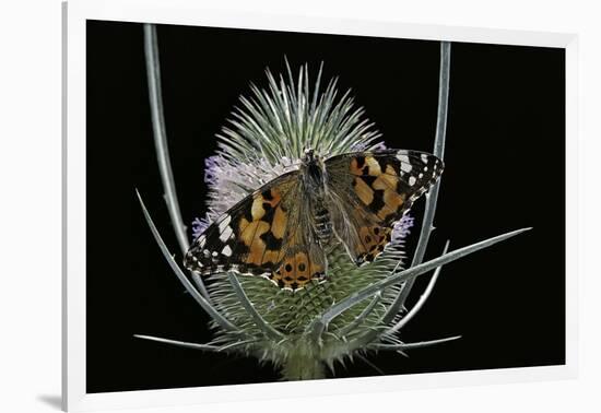 Vanessa Cardui (Painted Lady Butterfly)-Paul Starosta-Framed Photographic Print