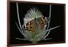 Vanessa Cardui (Painted Lady Butterfly)-Paul Starosta-Framed Photographic Print