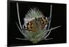 Vanessa Cardui (Painted Lady Butterfly)-Paul Starosta-Framed Photographic Print