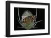 Vanessa Cardui (Painted Lady Butterfly)-Paul Starosta-Framed Photographic Print