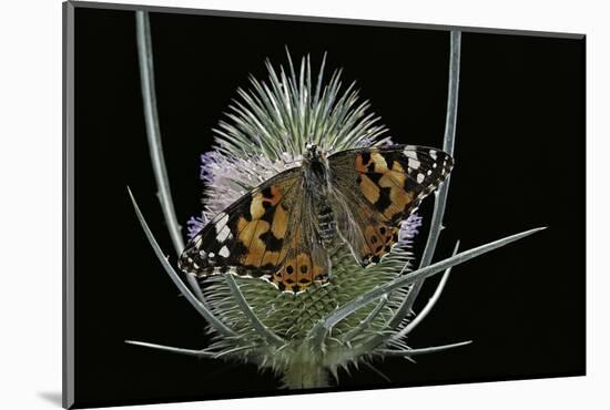 Vanessa Cardui (Painted Lady Butterfly)-Paul Starosta-Mounted Photographic Print