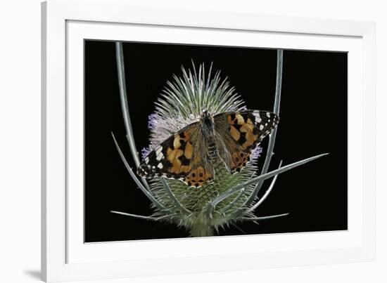 Vanessa Cardui (Painted Lady Butterfly)-Paul Starosta-Framed Photographic Print