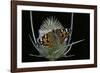 Vanessa Cardui (Painted Lady Butterfly)-Paul Starosta-Framed Photographic Print