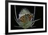 Vanessa Cardui (Painted Lady Butterfly)-Paul Starosta-Framed Photographic Print