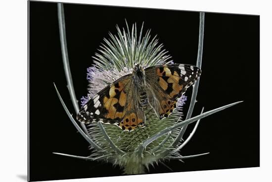 Vanessa Cardui (Painted Lady Butterfly)-Paul Starosta-Mounted Photographic Print