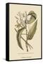 Vanila Plant-Mark Catesby-Framed Stretched Canvas