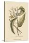 Vanila Plant-Mark Catesby-Stretched Canvas