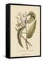 Vanila Plant-Mark Catesby-Framed Stretched Canvas