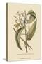 Vanila Plant-Mark Catesby-Stretched Canvas