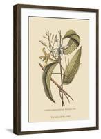 Vanila Plant-Mark Catesby-Framed Art Print