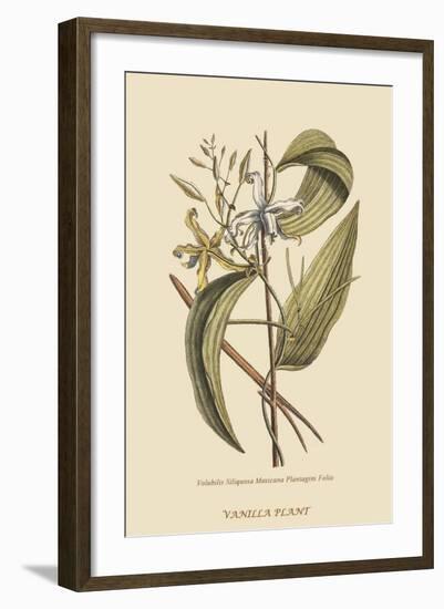 Vanila Plant-Mark Catesby-Framed Art Print