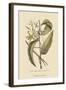 Vanila Plant-Mark Catesby-Framed Art Print