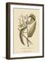 Vanila Plant-Mark Catesby-Framed Art Print