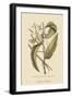 Vanila Plant-Mark Catesby-Framed Art Print