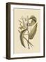 Vanila Plant-Mark Catesby-Framed Art Print