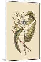 Vanila Plant-Mark Catesby-Mounted Art Print