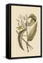 Vanila Plant-Mark Catesby-Framed Stretched Canvas