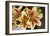 Vanilla Lily I-Maureen Love-Framed Photographic Print