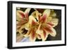 Vanilla Lily I-Maureen Love-Framed Photographic Print