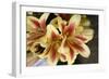 Vanilla Lily I-Maureen Love-Framed Photographic Print