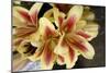 Vanilla Lily I-Maureen Love-Mounted Photographic Print