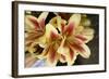 Vanilla Lily I-Maureen Love-Framed Photographic Print