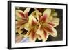 Vanilla Lily I-Maureen Love-Framed Photographic Print