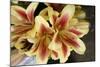 Vanilla Lily I-Maureen Love-Mounted Photographic Print