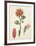 Vanilla Orchid (Vanilla Planifolia) by Lejeune, 1822-null-Framed Giclee Print