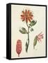 Vanilla Orchid (Vanilla Planifolia) by Lejeune, 1822-null-Framed Stretched Canvas