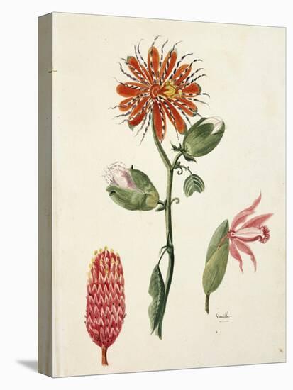 Vanilla Orchid (Vanilla Planifolia) by Lejeune, 1822-null-Stretched Canvas