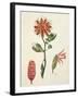 Vanilla Orchid (Vanilla Planifolia) by Lejeune, 1822-null-Framed Giclee Print