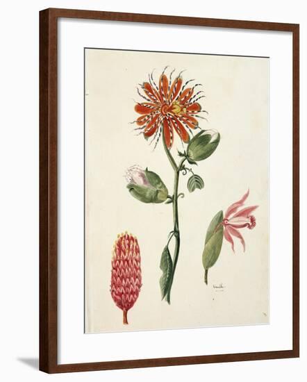 Vanilla Orchid (Vanilla Planifolia) by Lejeune, 1822-null-Framed Giclee Print