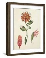 Vanilla Orchid (Vanilla Planifolia) by Lejeune, 1822-null-Framed Giclee Print