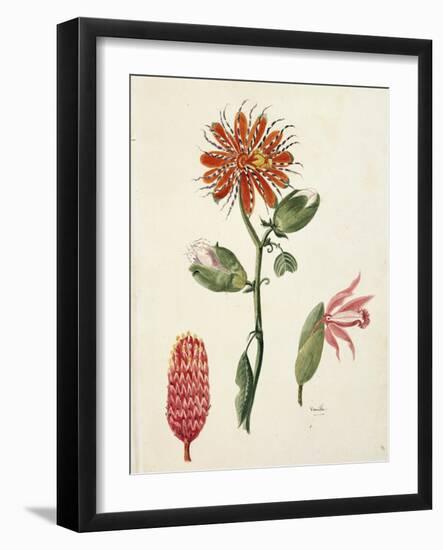 Vanilla Orchid (Vanilla Planifolia) by Lejeune, 1822-null-Framed Giclee Print