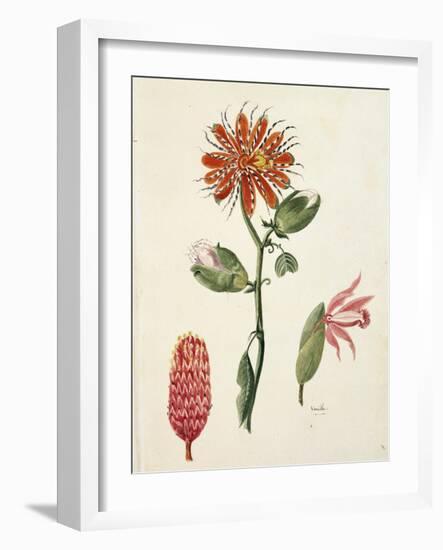 Vanilla Orchid (Vanilla Planifolia) by Lejeune, 1822-null-Framed Giclee Print