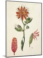 Vanilla Orchid (Vanilla Planifolia) by Lejeune, 1822-null-Mounted Giclee Print