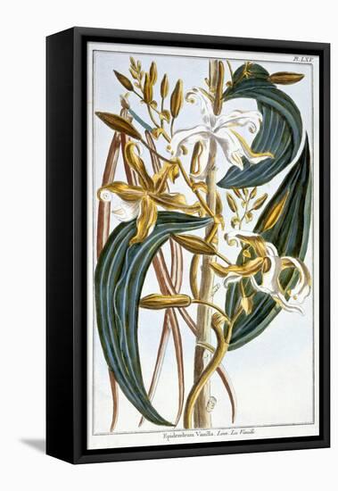 Vanilla Pods, Plate 65, from Collection Precieuse et Enluminee, Volume III-Pierre-Joseph Buchoz-Framed Stretched Canvas